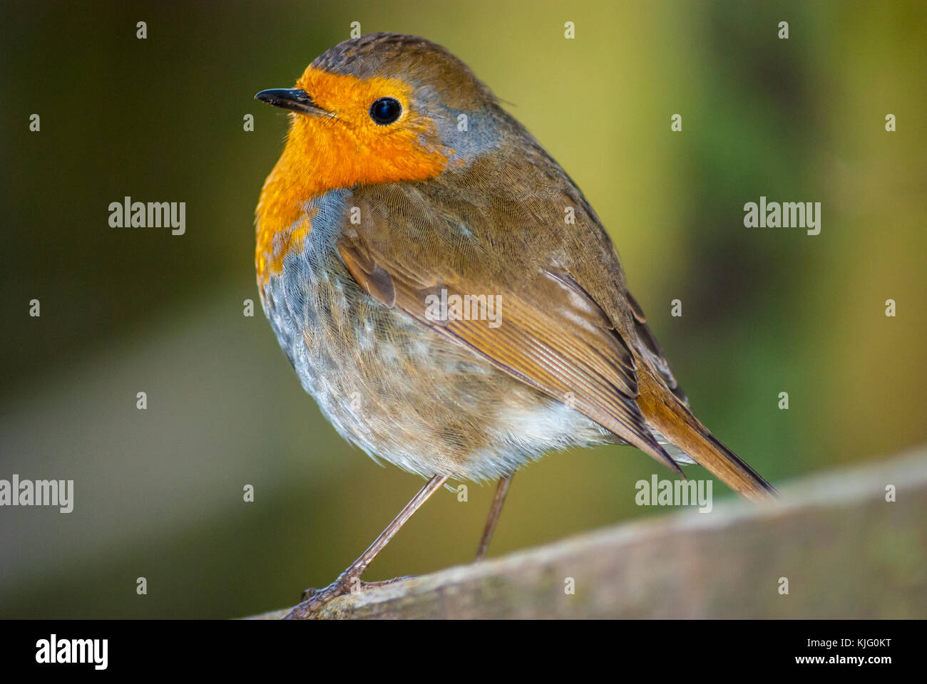 Vista di un Europeo robin (Erithacus rubecula) dal di sotto, Aiguamolls Empordà, la Catalogna Foto Stock
