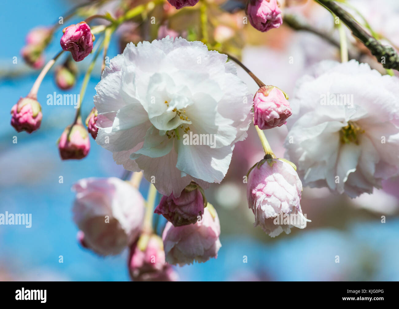 Una inquadratura ravvicinata di alcuni cherry tree blossom. Foto Stock
