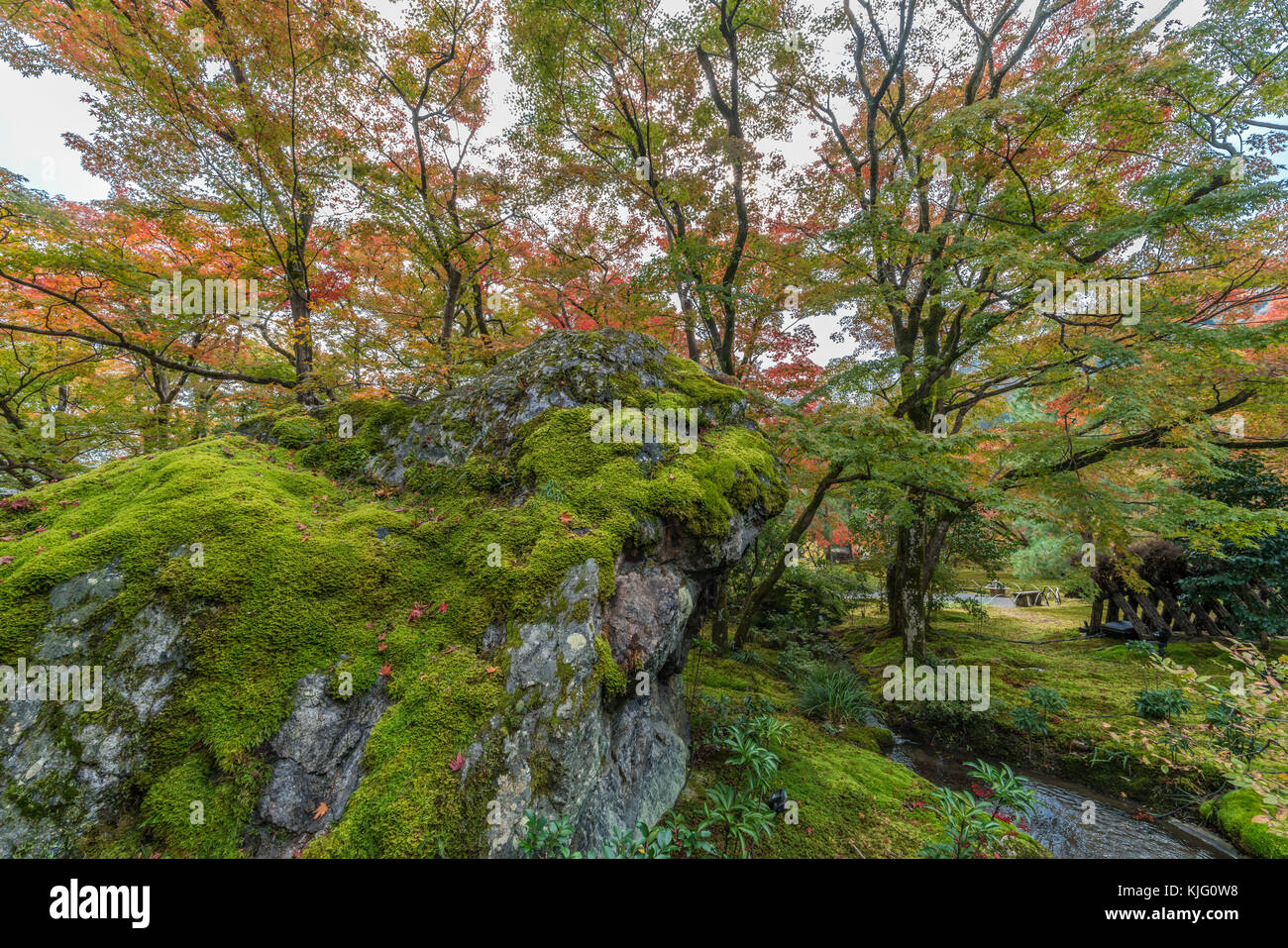 Momiji (Acero) Foglie di autunno e la caduta delle foglie a Hogon-nel giardino del tempio. Tenryu-ji sub-tempio situato in Arashiyama, Kyoto, Giappone Foto Stock