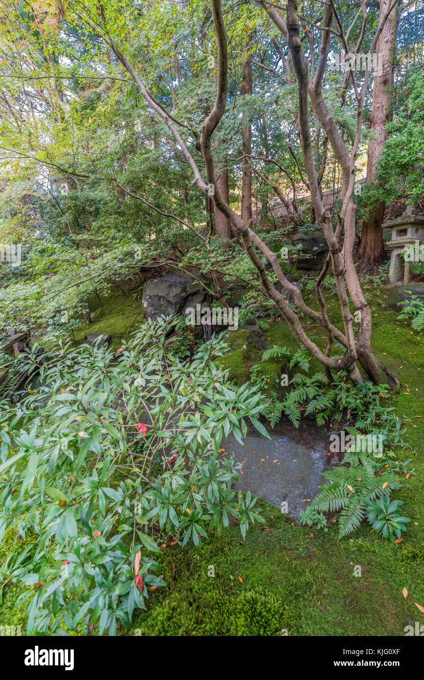 Momiji (acero) paesaggio e piccolo laghetto vicino Ruriko-in Komyo-ji. Situato in Sakyo Ward, Kyoto, Giappone Foto Stock