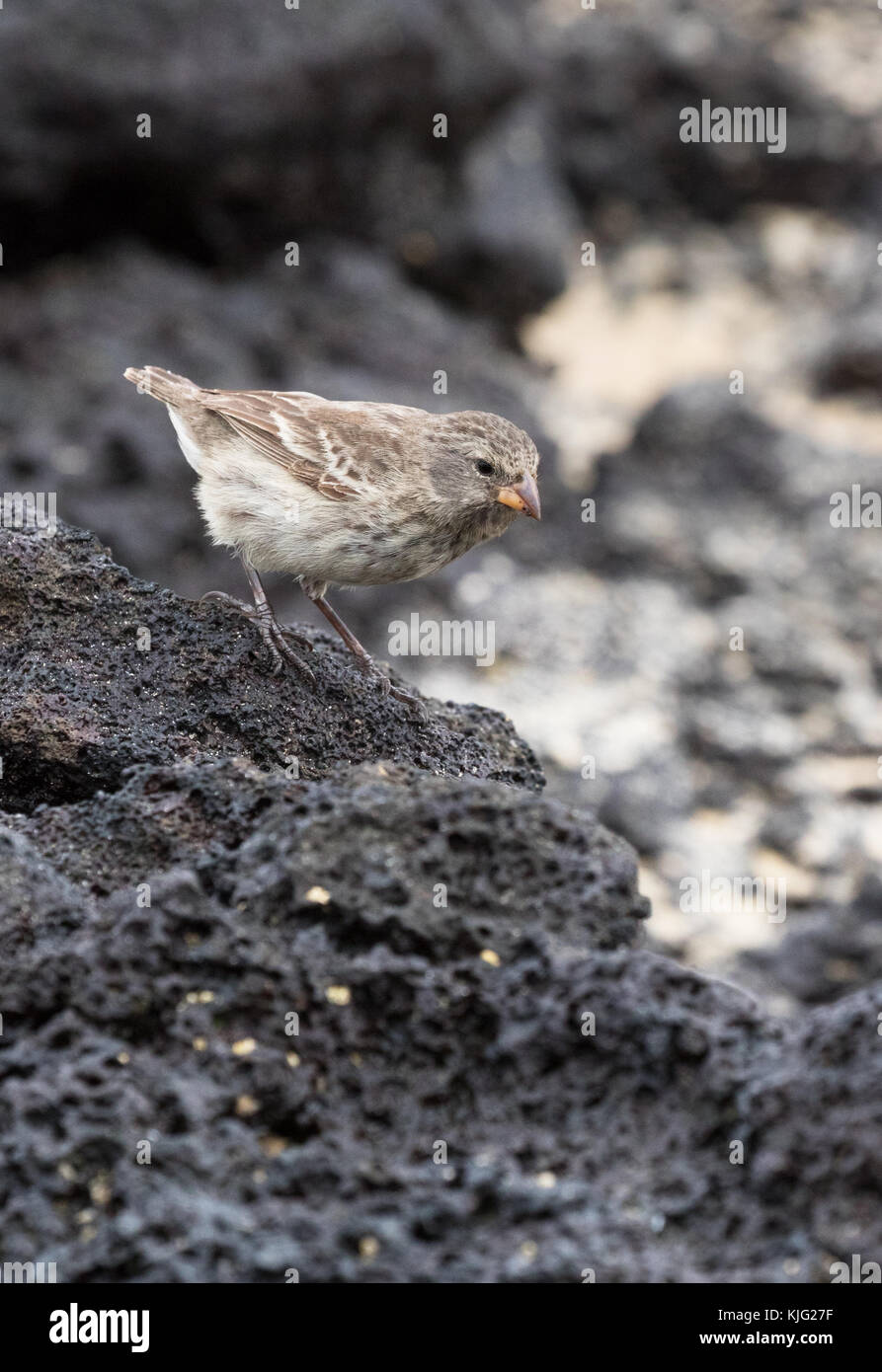 Darwin Finch - un piccolo Finch di terra, ( Geospiza fuliginosa ), su roccia lavica, Isola di Espanola, Isole Galapagos Foto Stock