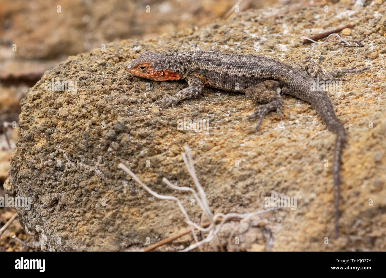 Lava Lizard, isola Floreana, Isole Galapagos ( Microlophus grayii ); maschio adulto ( Foto Stock