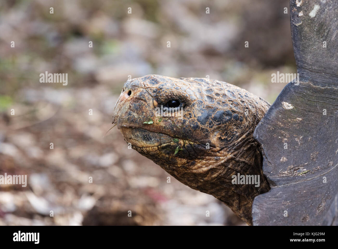 Le Galapagos La tartaruga gigante, Chelonoidis nigra, testa guardando a sinistra, Isole Galapagos, Ecuador America del Sud Foto Stock