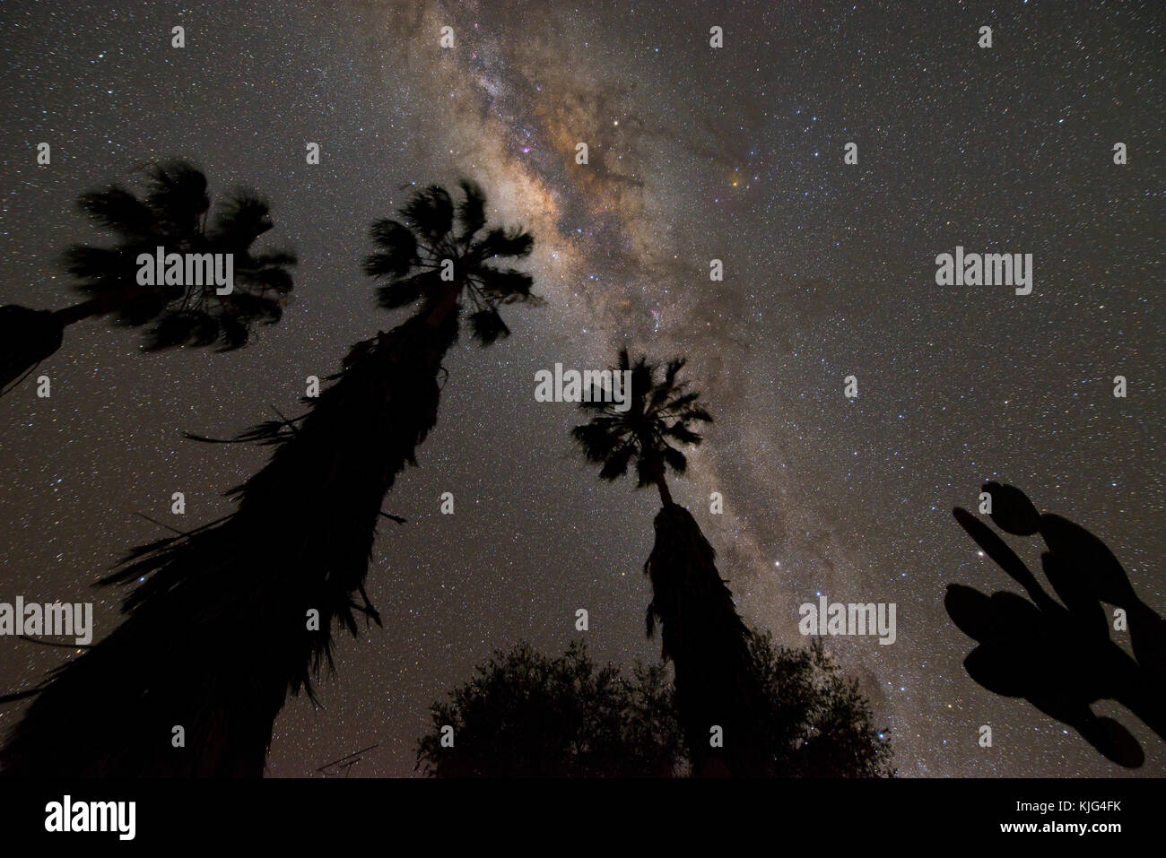 La Namibia, Regione Khomas, vicino Uhlenhorst, Astrophoto, la fascia della Via Lattea con centro galattico con palme e cactus in primo piano Foto Stock