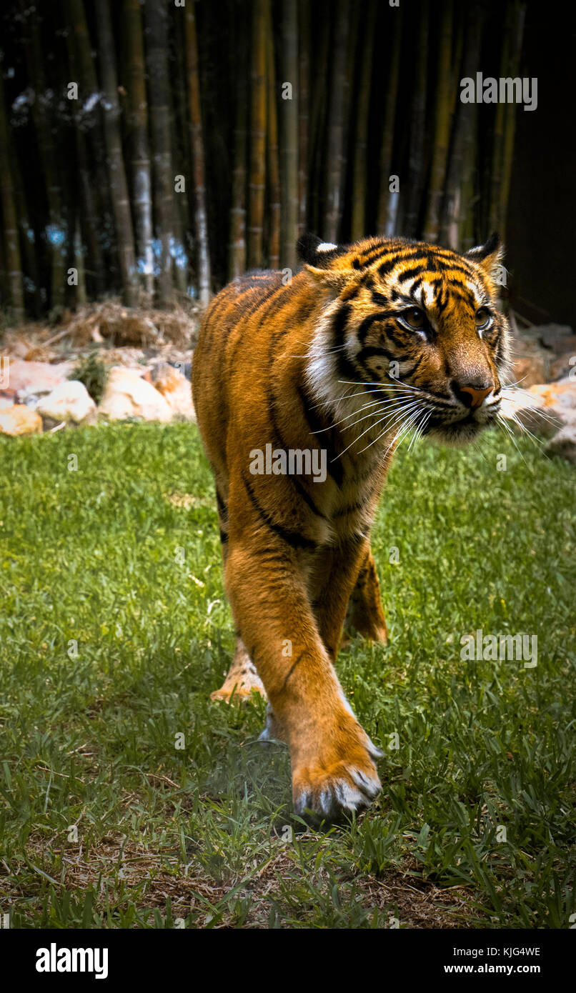 Una vera e propria wildlife Tiger catturati in Zoo Australia Brisbane, davanti a un pezzo di vetro. La tigre di Sumatra è una delle specie in via di estinzione in tutto il mondo. Foto Stock