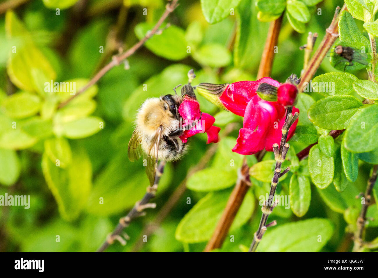 API sui fiori Foto Stock