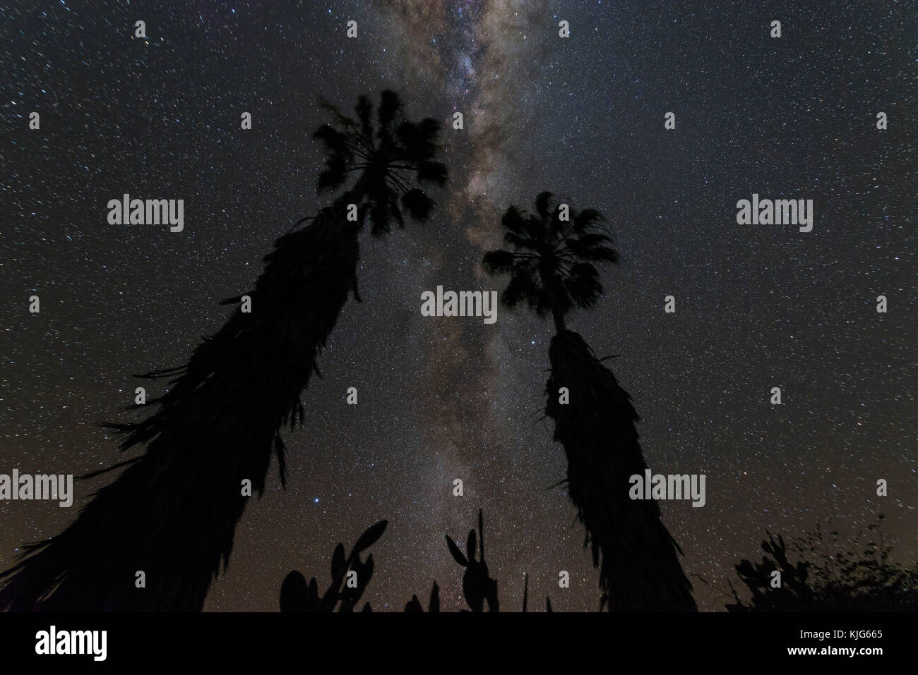 La Namibia, Regione Khomas, vicino Uhlenhorst, Astrophoto, Via Lattea band con le palme in primo piano Foto Stock