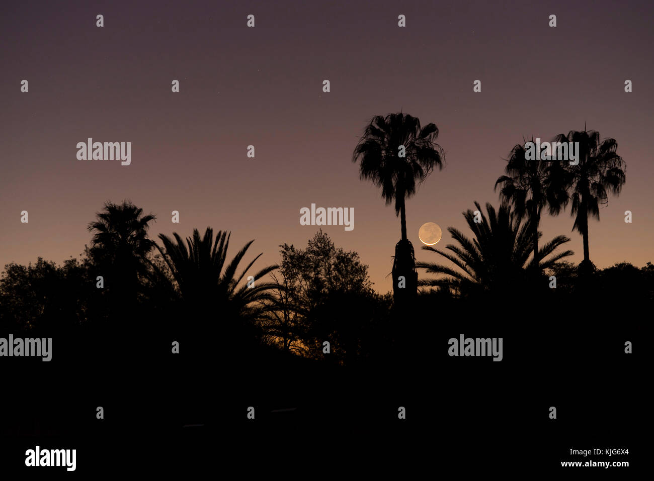 La Namibia, Regione Khomas, vicino Uhlenhorst, Astrophoto, impostazione Luna Nuova crescent con le palme in primo piano Foto Stock