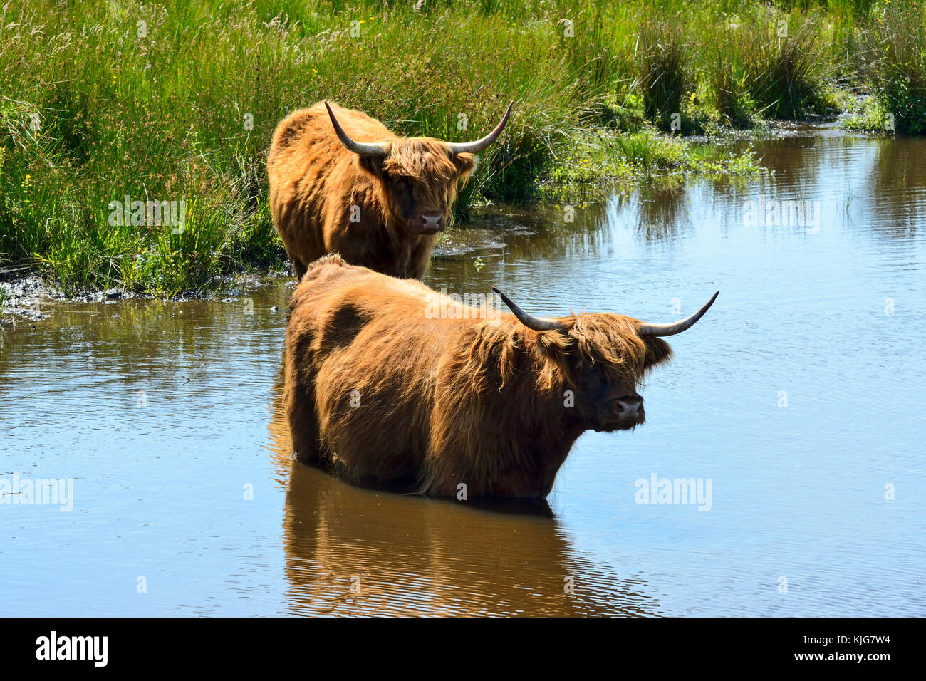 Con i capelli lunghi highland bovini il raffreddamento in zone umide in rspb van agriturismo riserva naturale sul Loch Leven, Perth and Kinross, SCOZIA Foto Stock