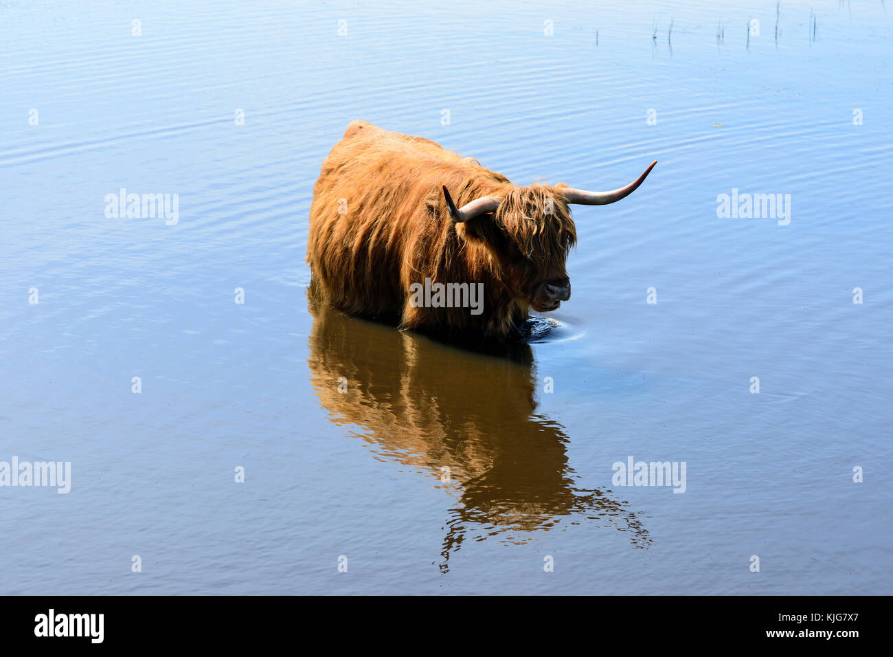 Con i capelli lunghi highland bovini il raffreddamento in zone umide in rspb van agriturismo riserva naturale sul Loch Leven, Perth and Kinross, SCOZIA Foto Stock