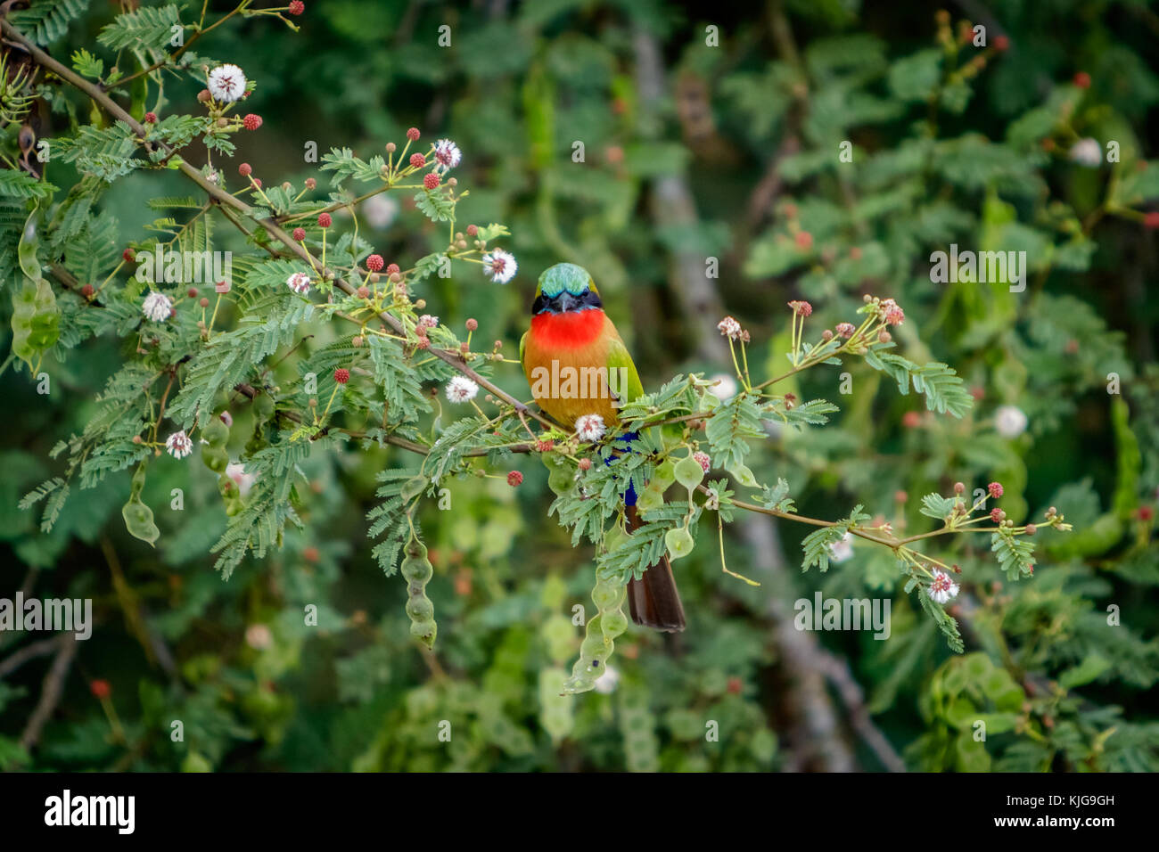 Una sola gola rosso gruccioni seduto su un ramo in tra bellissimi fiori in Murchison Falls National Park in Uganda. Troppo male di questo posto, lago di un Foto Stock