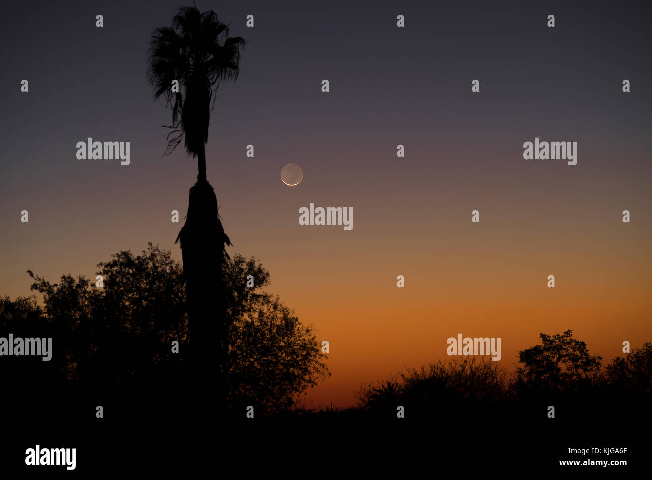 La Namibia, Regione Khomas, vicino Uhlenhorst, Astrophoto, impostazione Luna Nuova crescent con le palme in primo piano Foto Stock