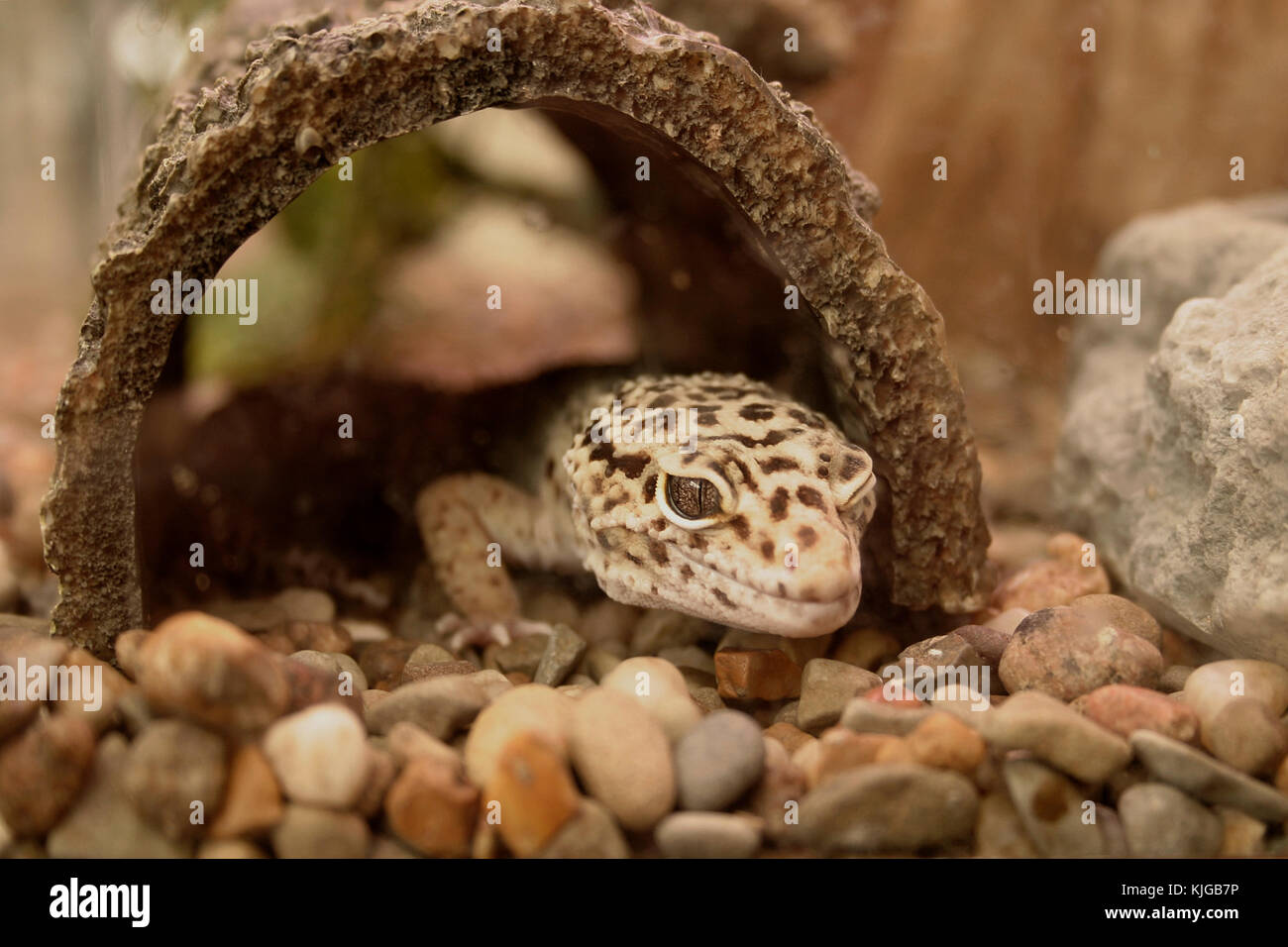 Leopard Gecko in cattività Foto Stock