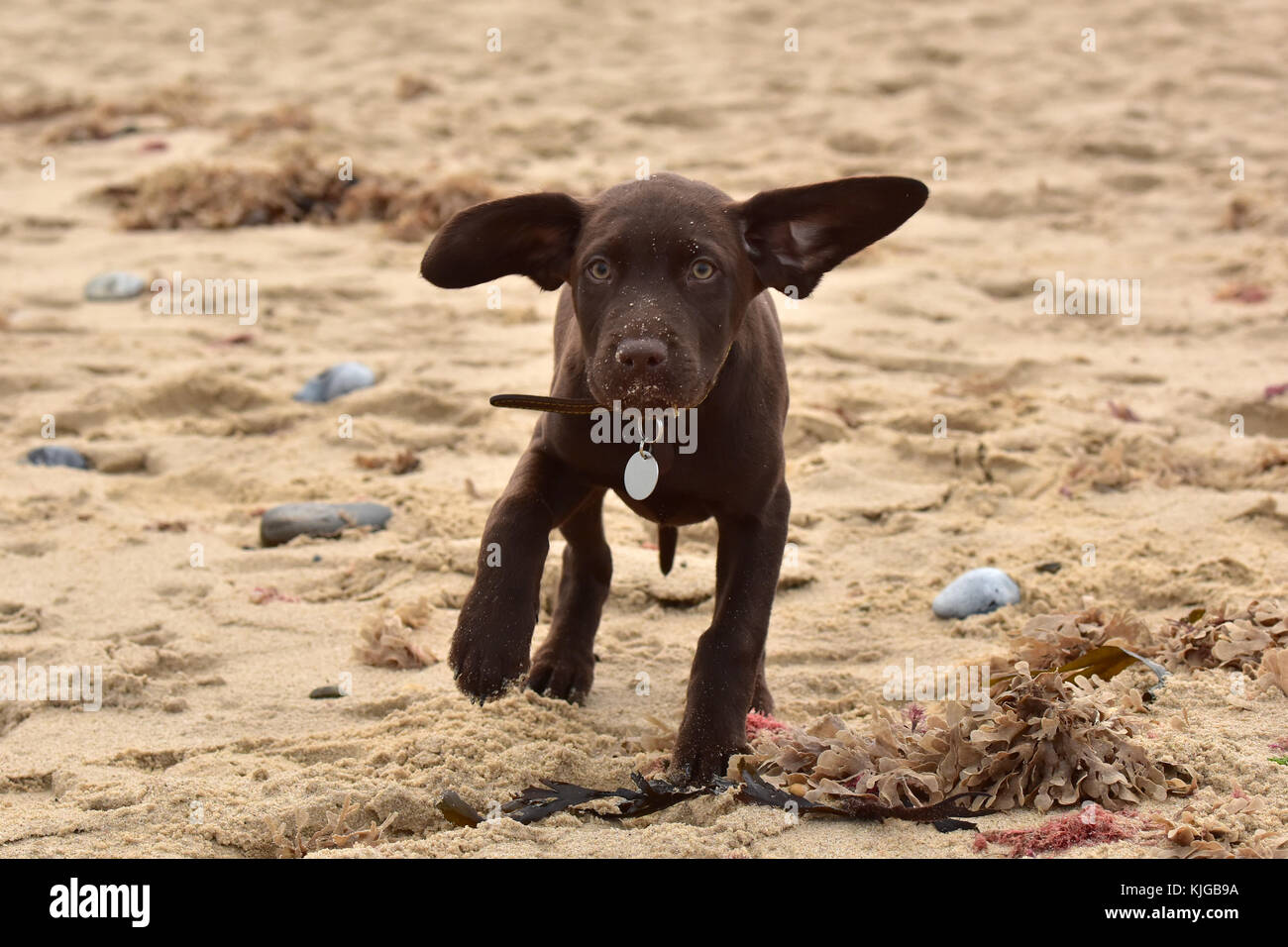 Un labradinger o springador cucciolo di cane di razza trasversale gundog  con orecchie battenti nel vento sulla spiaggia. simpatico e divertente in  peluche cucciolo o pooch al mare Foto stock - Alamy
