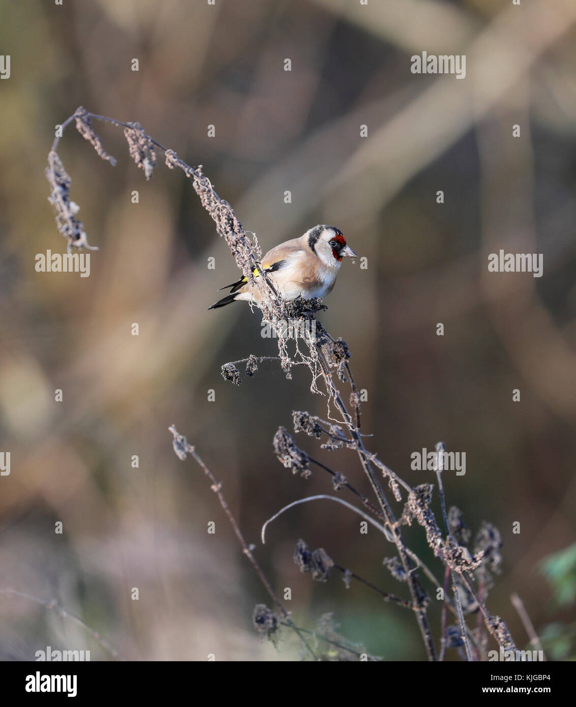 Cardellino (carduelis carduelis) Foto Stock