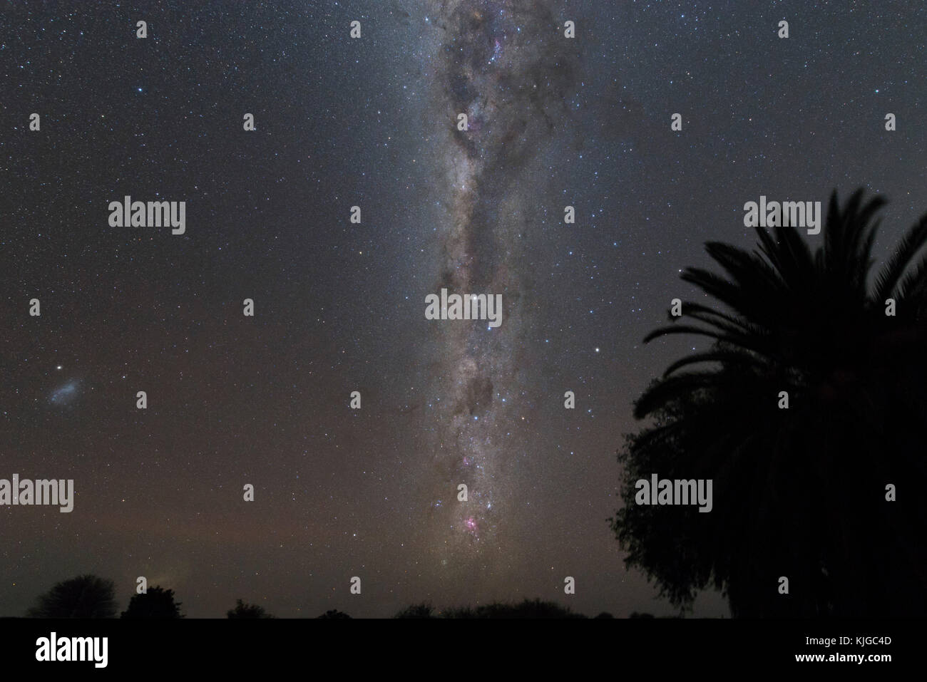 La Namibia, Regione Khomas, vicino Uhlenhorst, Astrophoto, sud della Via Lattea e piccole Magellanic Cloud con le palme in primo piano, elaborazione soft Foto Stock