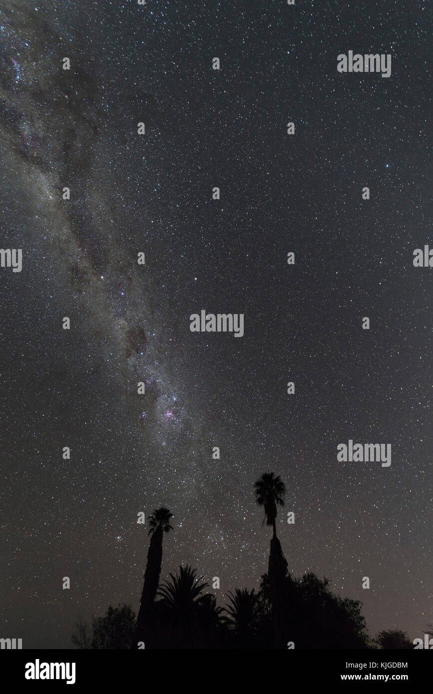 La Namibia, Regione Khomas, vicino Uhlenhorst, Astrophoto, fascia meridionale della Via Lattea con le palme in primo piano Foto Stock