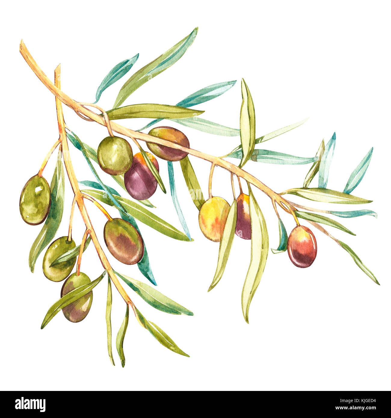 Acquerello illustrazione realistica di olive nere e verdi ramo isolato su sfondo bianco. design per l'olio d'oliva, prodotti cosmetici naturali, prodotti sanitari. Foto Stock