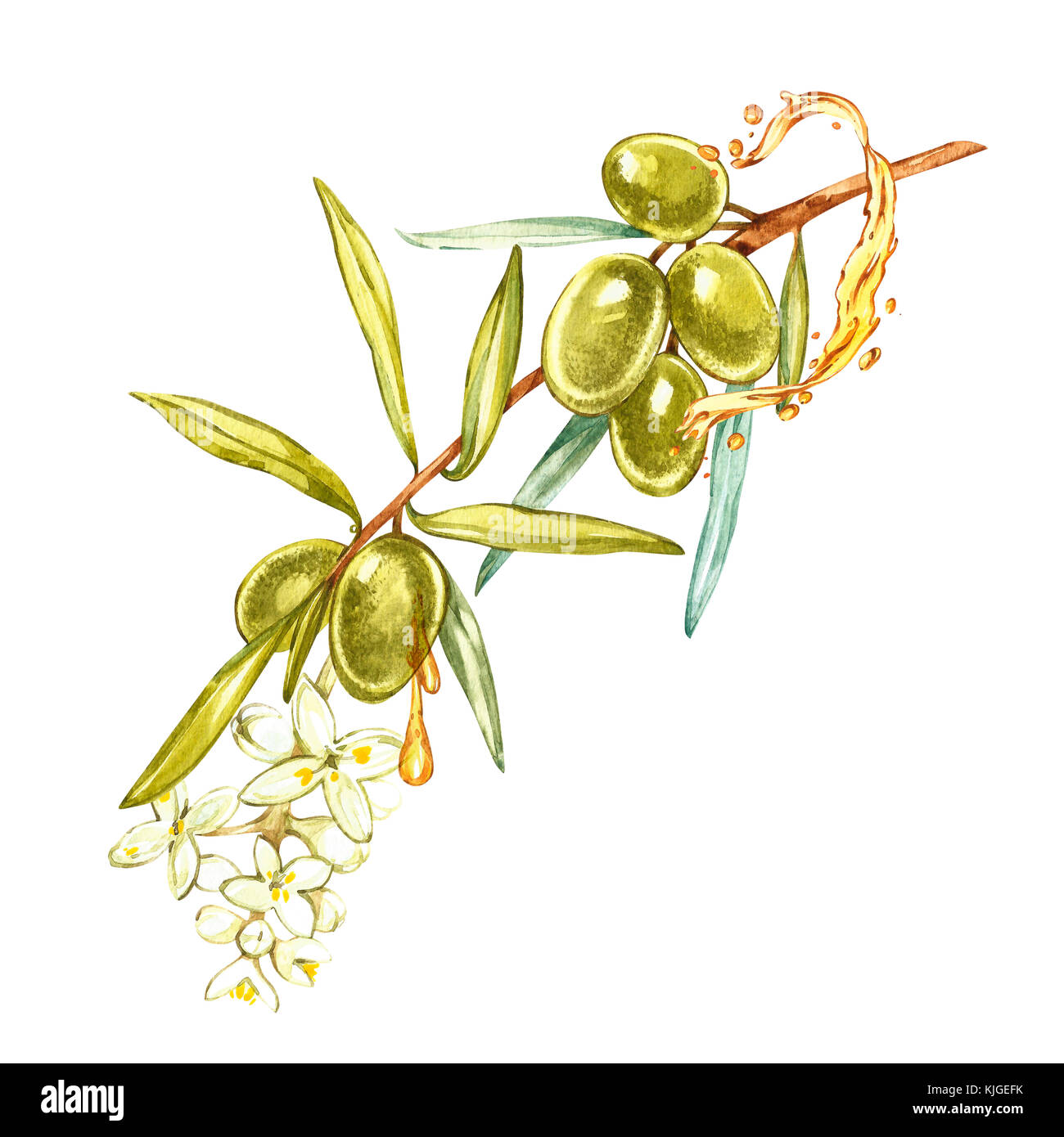 Acquerello illustrazione realistica di olive verdi ramo e fiori isolati su sfondo bianco. gocce e schizzi di olio d'oliva. acquerello e illustrazione botanica. Foto Stock