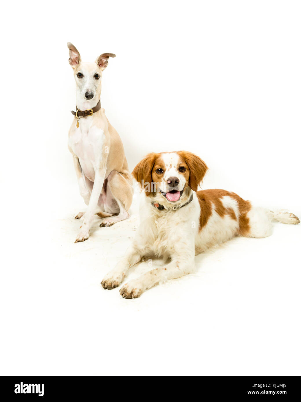 Il whippet & Epagneul Breton cani su sfondo bianco Foto Stock