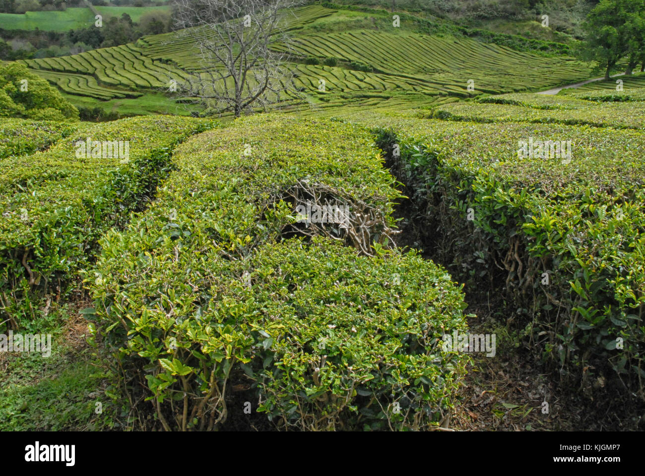La piantagione di tè (chá gorreana) in Sao Miguel, Azzorre, Portogallo Foto Stock