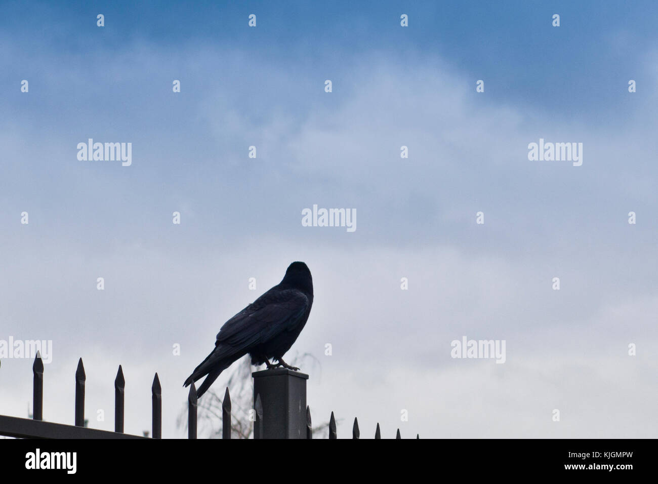 Crow seduto su una recinzione, guardando lontano Foto Stock