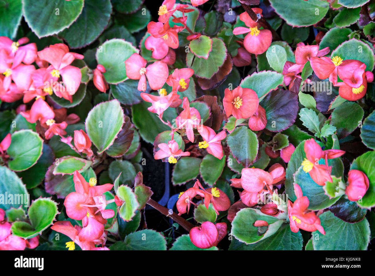 I delicati fiori di colore rosa di piccole dimensioni tra le verdi foglie fioritura sull'aiuola di fiori nel giardino. Foto Stock