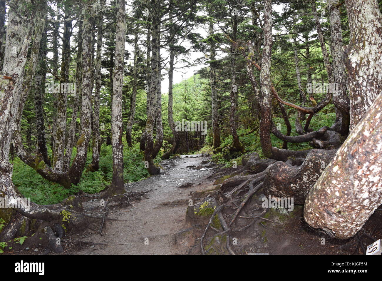 Juneau alaskan alberi Foto Stock