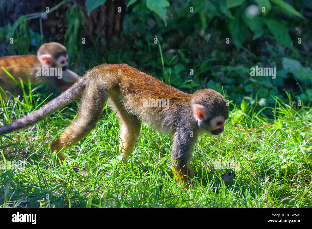 Piccoli comuni Scimmia di scoiattolo o Saimiri sciureus Foto Stock