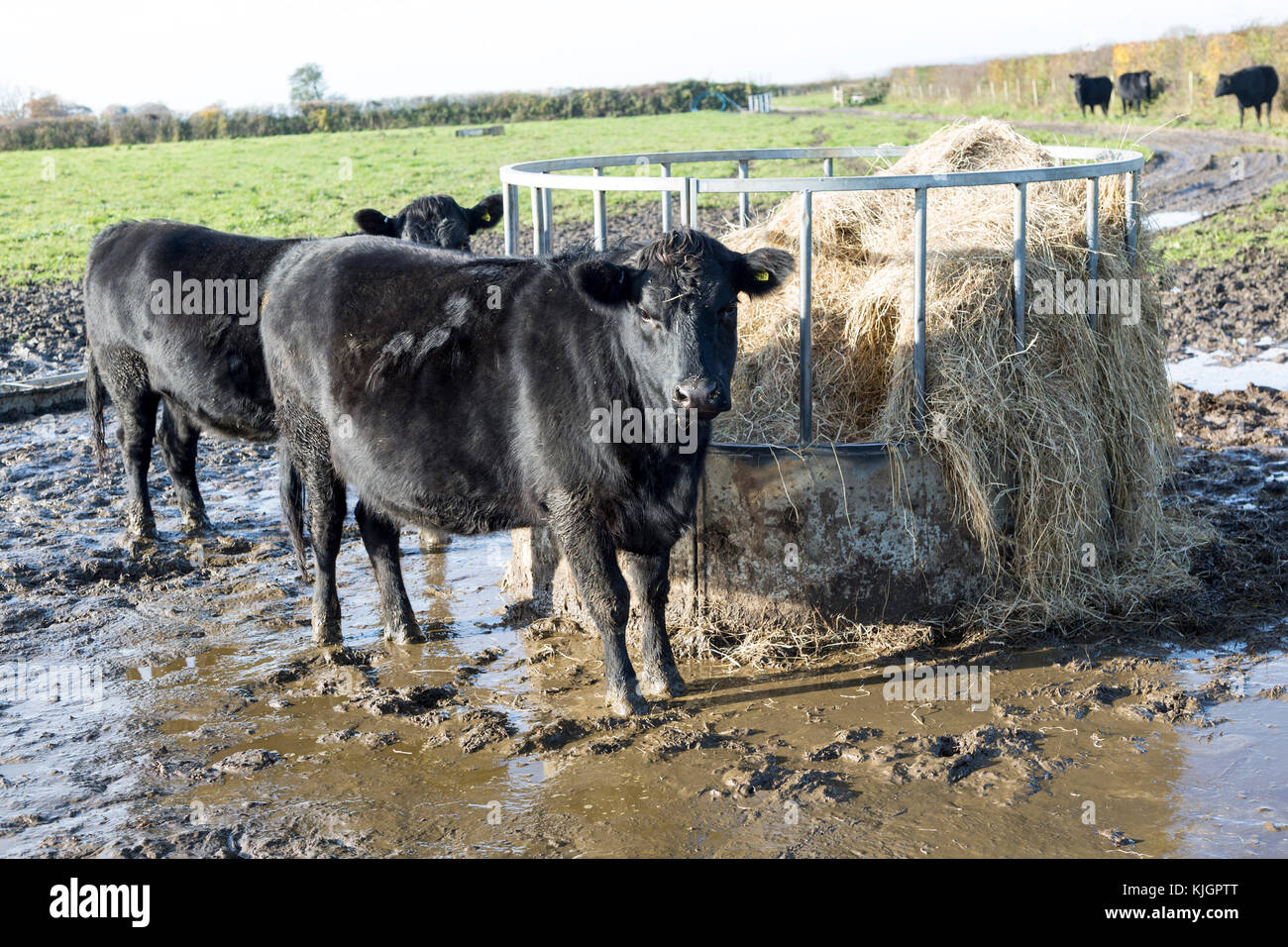 Aberdeen Angus cross allevano bovini da carne vitelli permanente campo fangoso dal recipiente di alimentazione, Wilcot, Wiltshire, Inghilterra, Regno Unito Foto Stock
