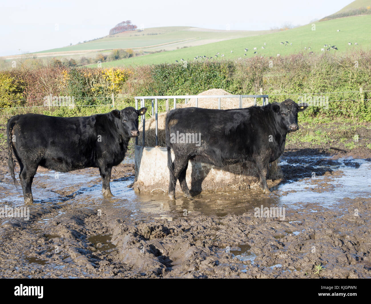 Aberdeen Angus cross allevano bovini da carne vitelli permanente campo fangoso dal recipiente di alimentazione, Wilcot, Wiltshire, Inghilterra, Regno Unito Foto Stock