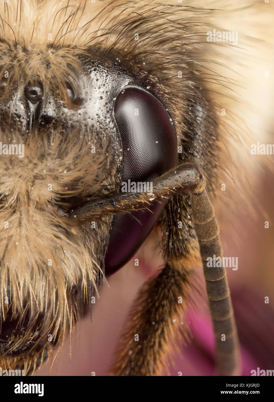 Occhio composto di Bumble Bee queen (bombus mixtus) Foto Stock