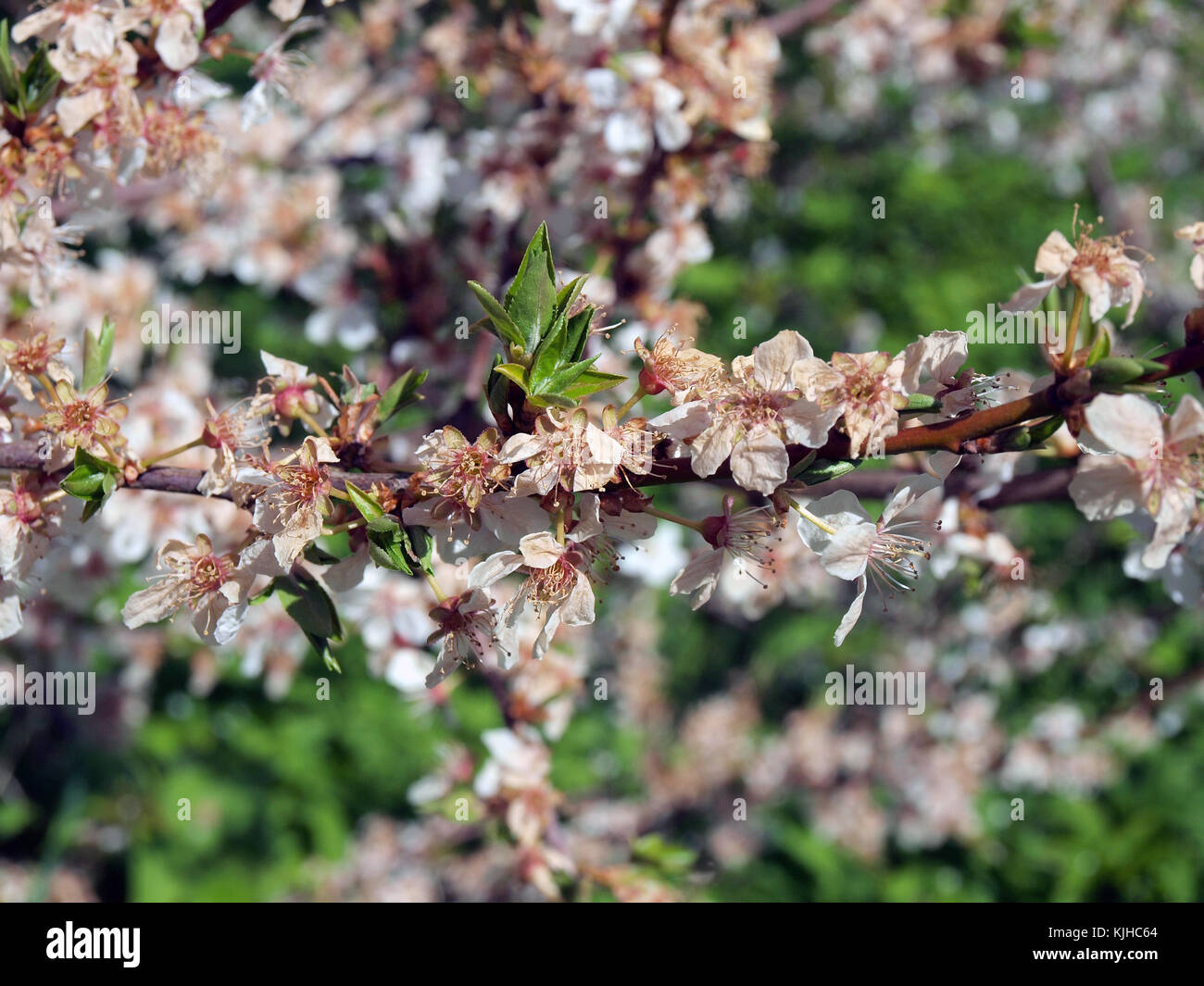 Albero di prugna Fiore danneggiati dal gelo con morti a secco o stami pollinia Foto Stock