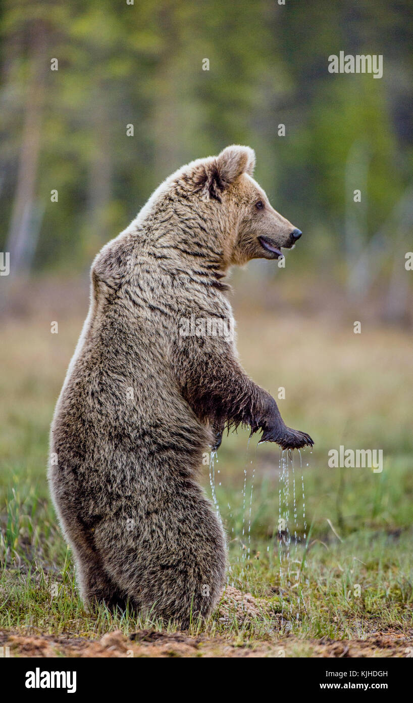 Orso bruno in piedi sulle sue zampe posteriori su una palude. Ursus arctos ( orso bruno) Foto Stock