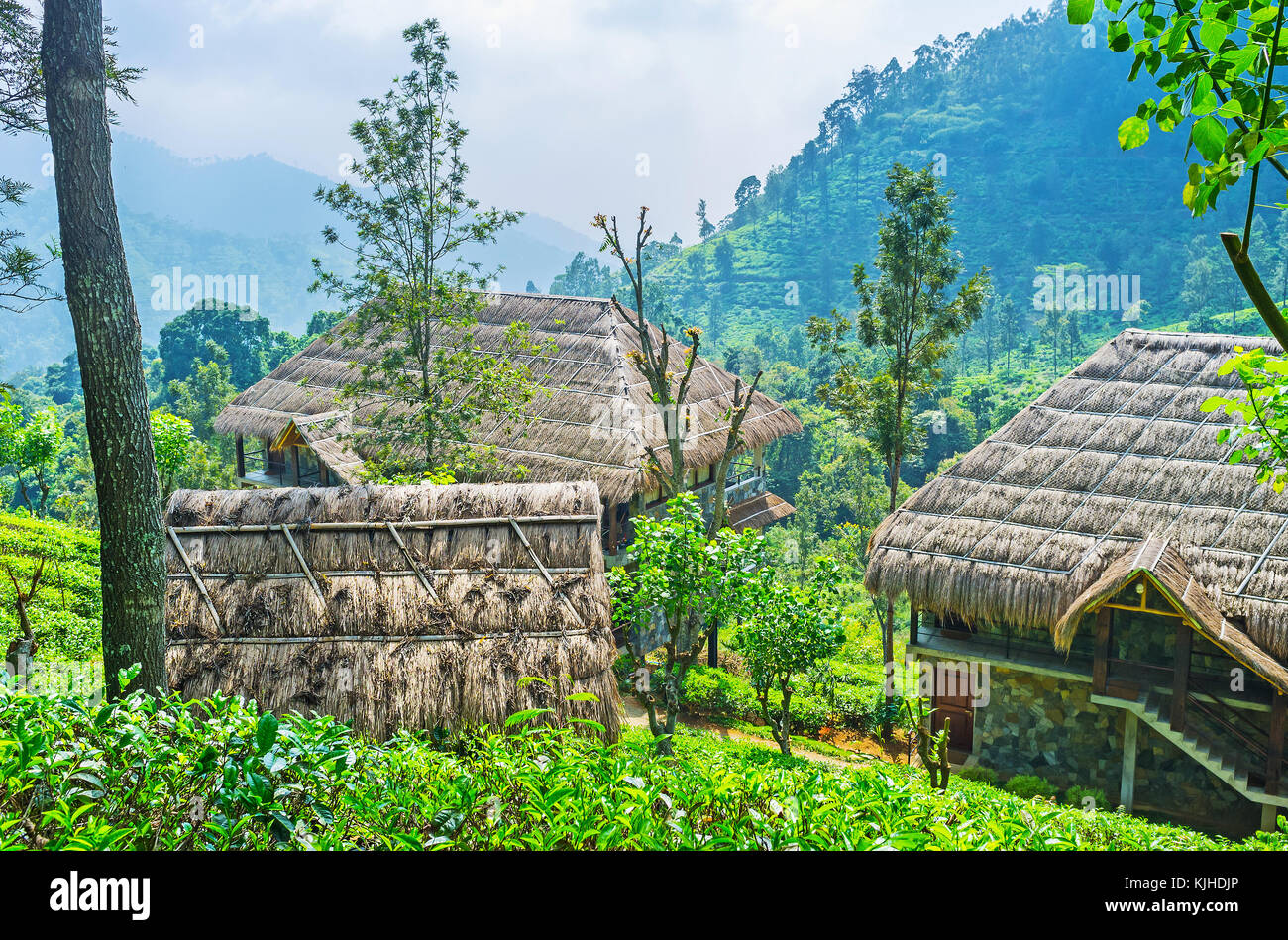 I tetti di paglia di eco immobiliare turistico in ella montagne, i cottage situato sulla piantagione di tè, sri lanka. Foto Stock