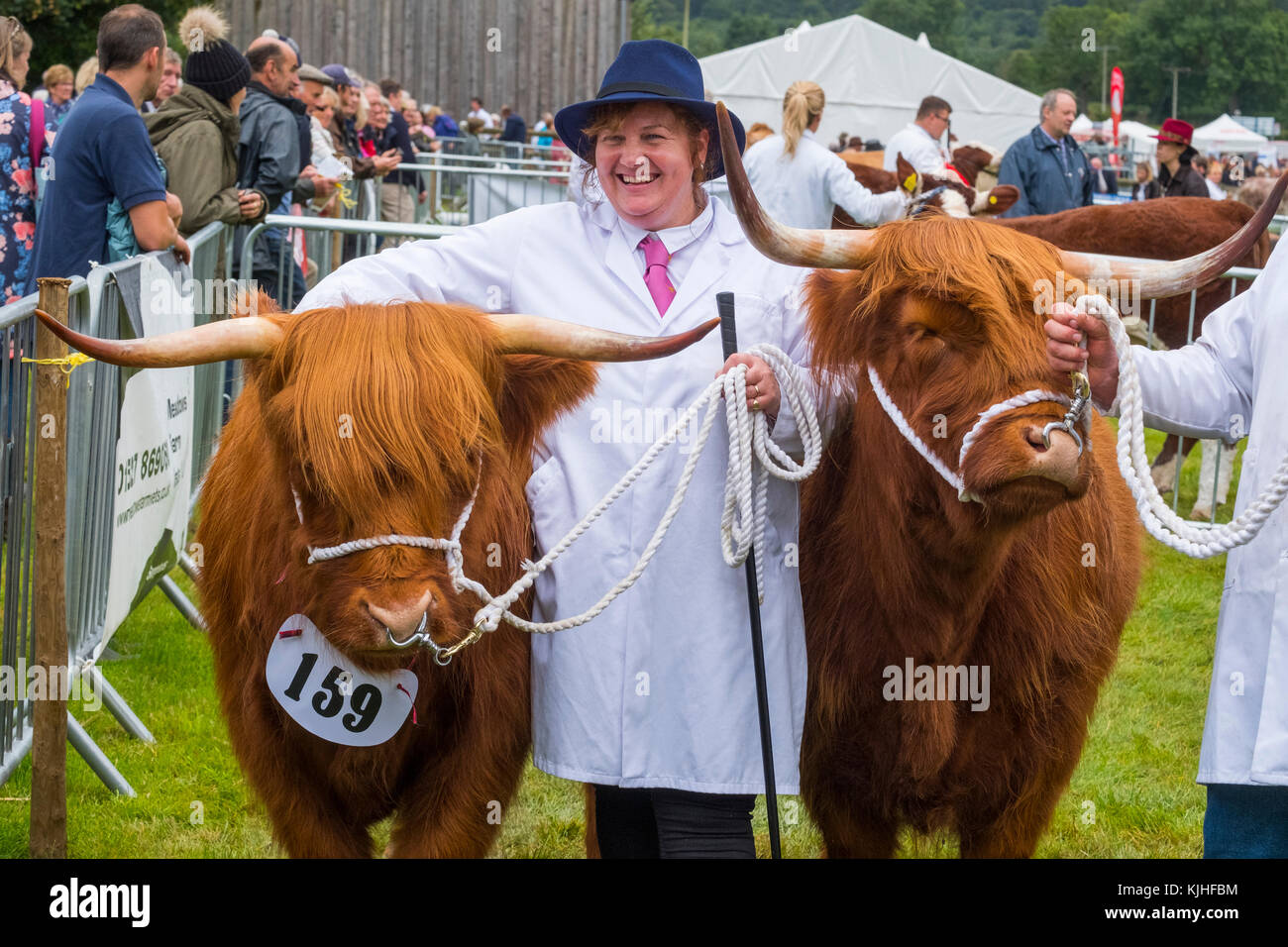 Donna con due Highland bovini nella parade ring a Burwarton Agricolo di mostrare, Shropshire, Inghilterra, Regno Unito Foto Stock
