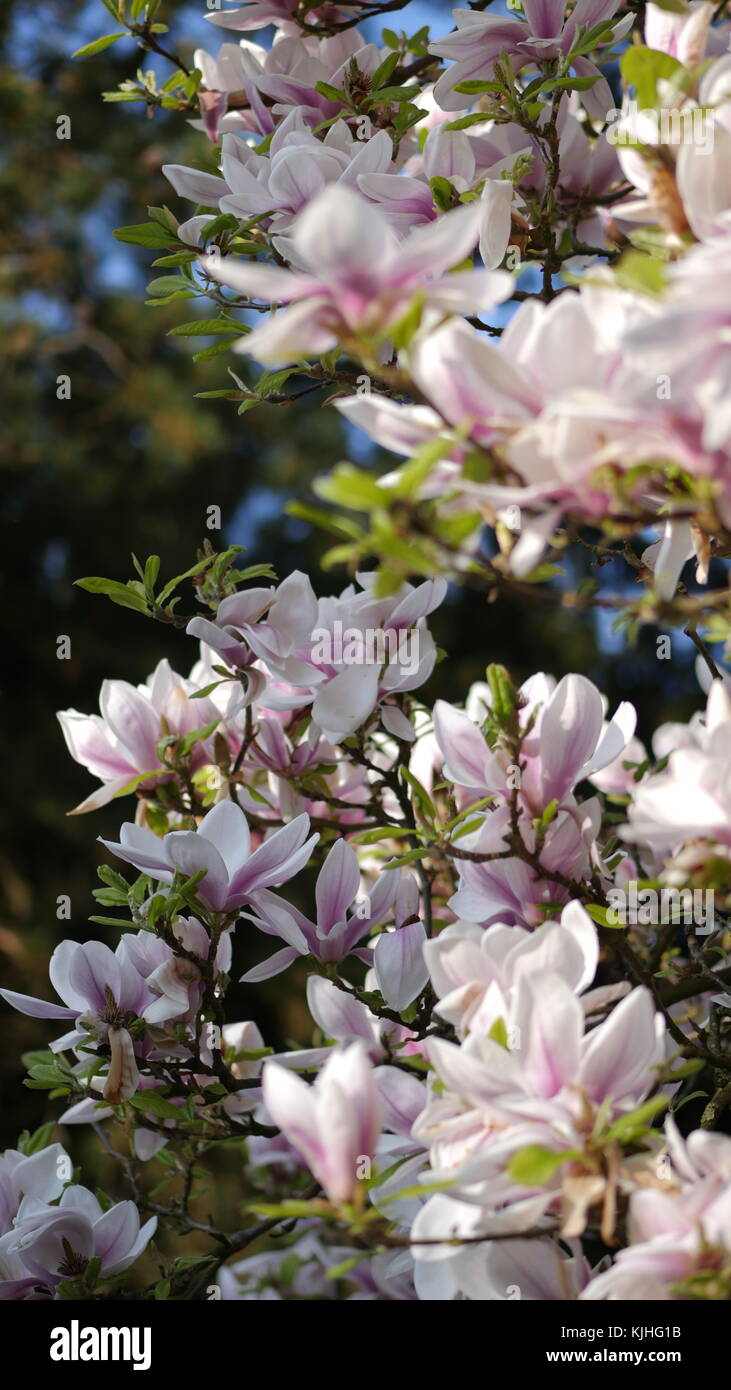 Viola e rosa fiorisce in primavera Foto Stock