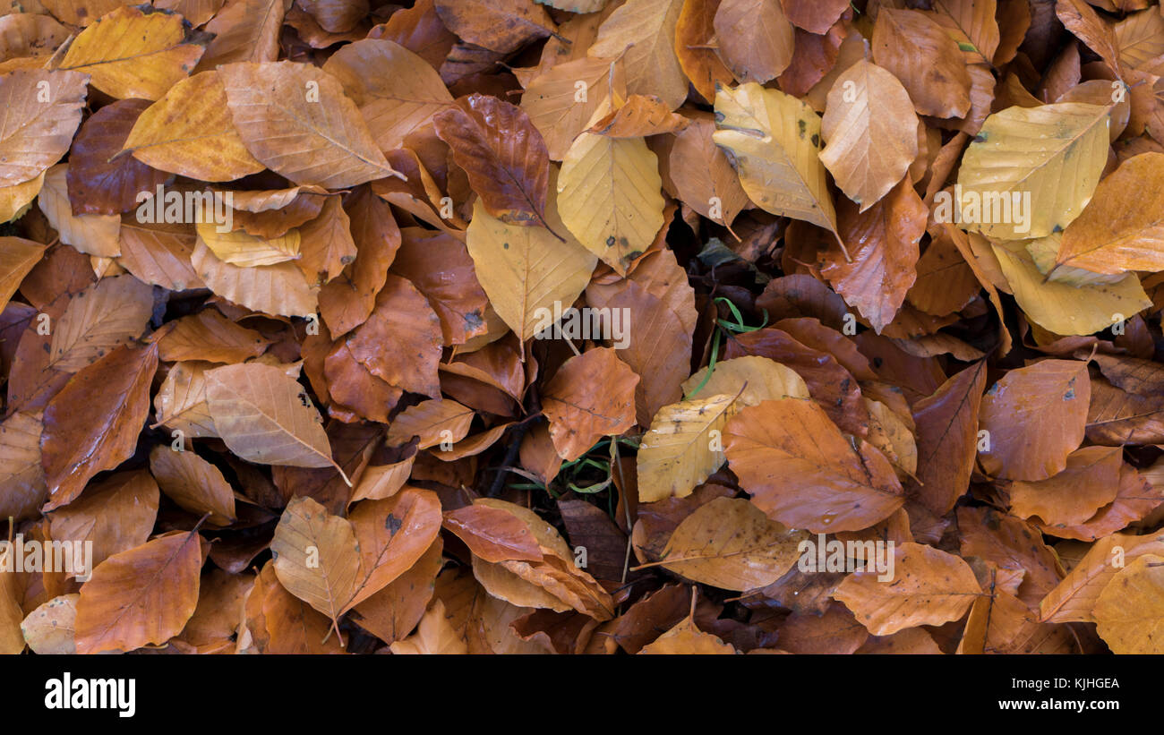 Foresta di autunno sfondo del pavimento Foto Stock