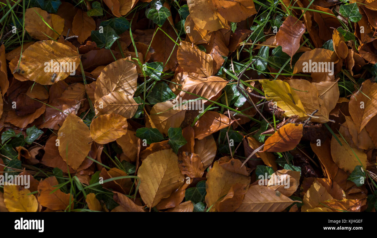 Foresta di autunno sfondo del pavimento Foto Stock