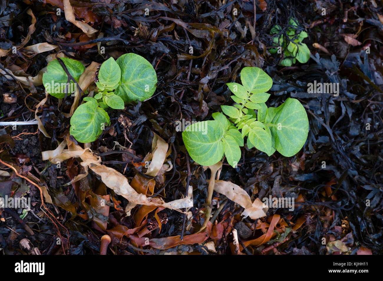 Il verde delle foglie di una pianta di patata crescendo attraverso uno strato di alghe raccolti fuori dalla spiaggia utilizzato come un over-inverno strame e ammendanti condizionatore a un organico di riparto garden regno unito Foto Stock