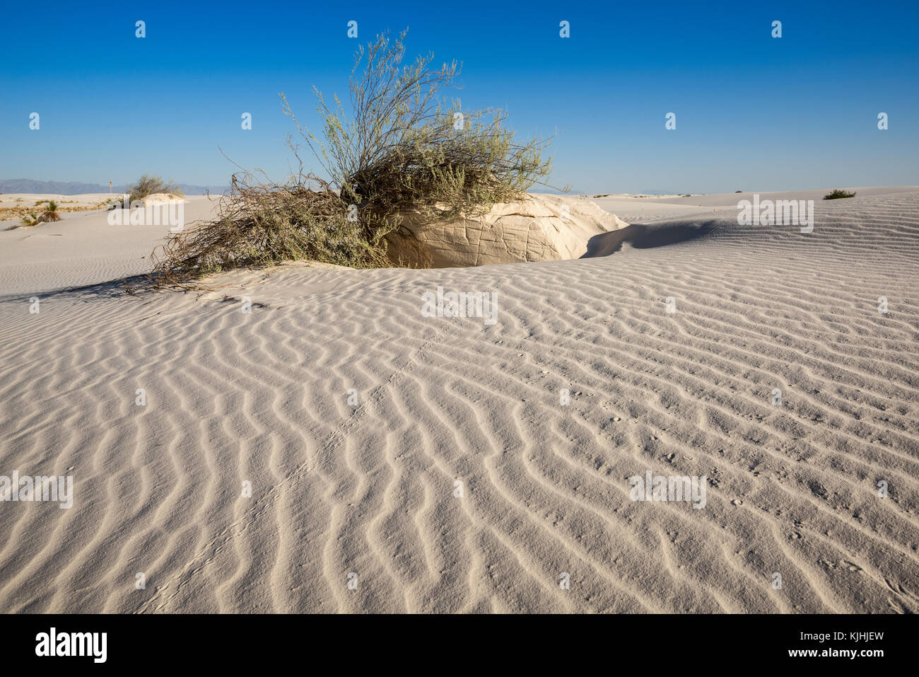 Le uniche e bellissime spiagge di sabbia bianca monumento nazionale nel Nuovo Messico.Questo gesso campo di dune è il più grande del suo genere in tutto il mondo. Situato in Southe Foto Stock