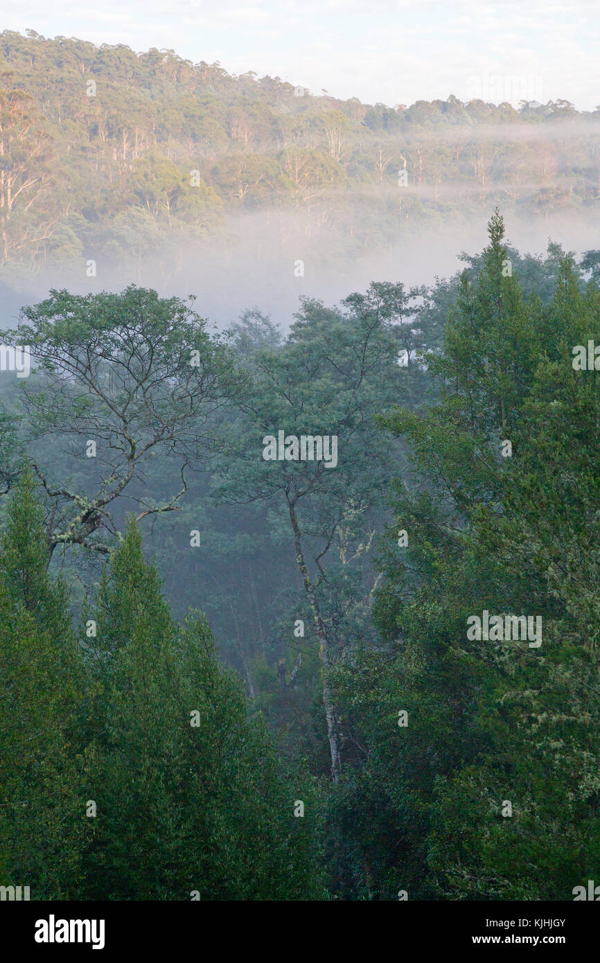 Foschia mattutina sopra la cascata valle, il centro del derby blue mountain bike trail network Foto Stock