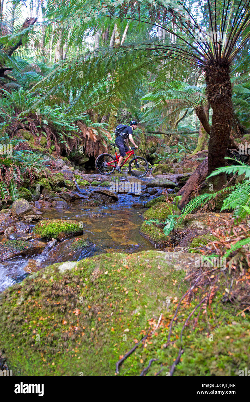 Mountain Biker sul livello blu trail a derby blu Foto Stock