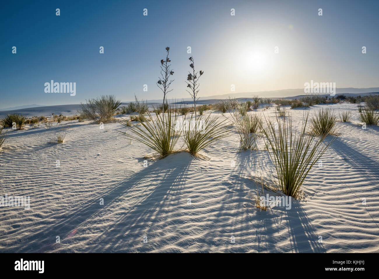 Le uniche e bellissime spiagge di sabbia bianca monumento nazionale nel Nuovo Messico.Questo gesso campo di dune è il più grande del suo genere in tutto il mondo. Situato in Southe Foto Stock