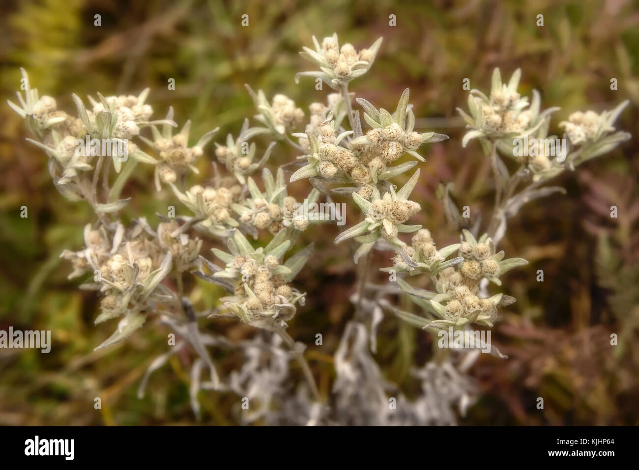 Bellissimo sfondo floreale con delicati fiori edelweiss su uno sfondo sfocato di erba in montagna in autunno Foto Stock