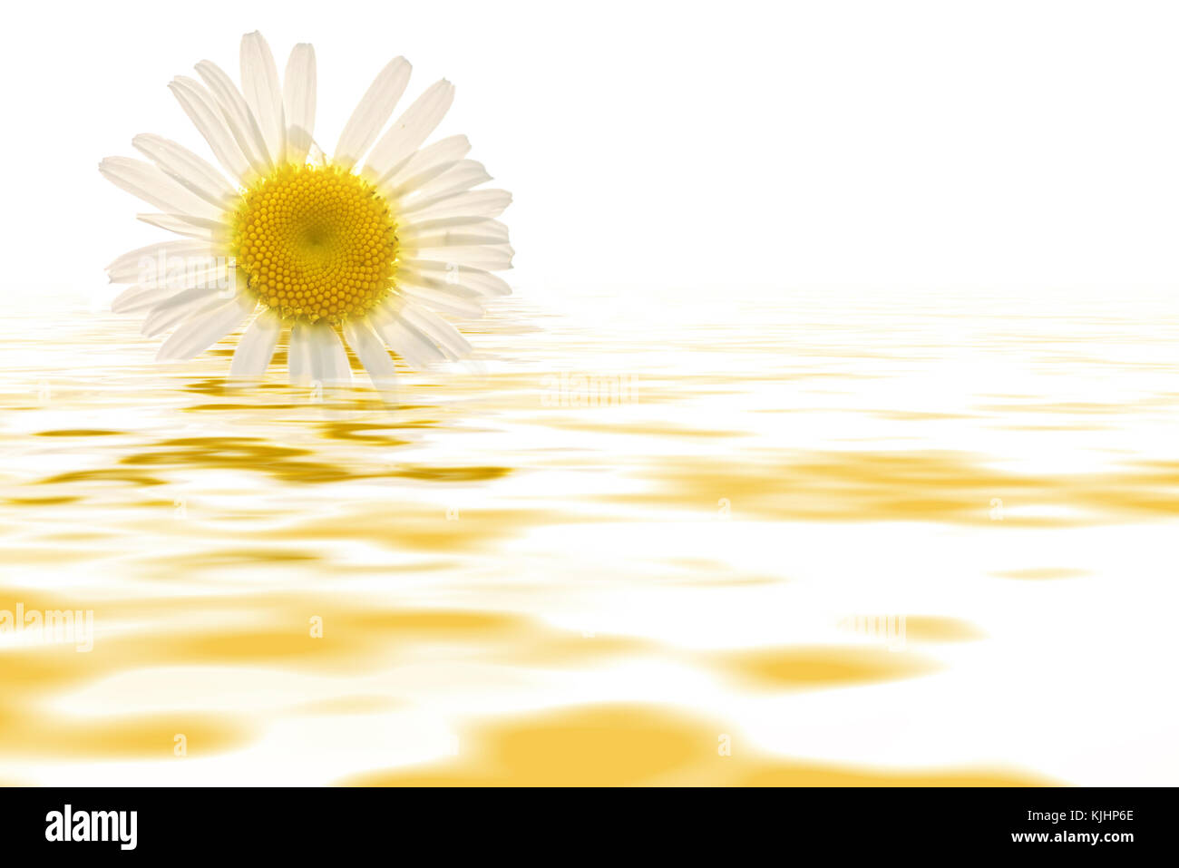 Abstract sfondo floreale con delicate Daisy bianca fiore close-up su uno sfondo bianco con la riflessione in acqua Foto Stock