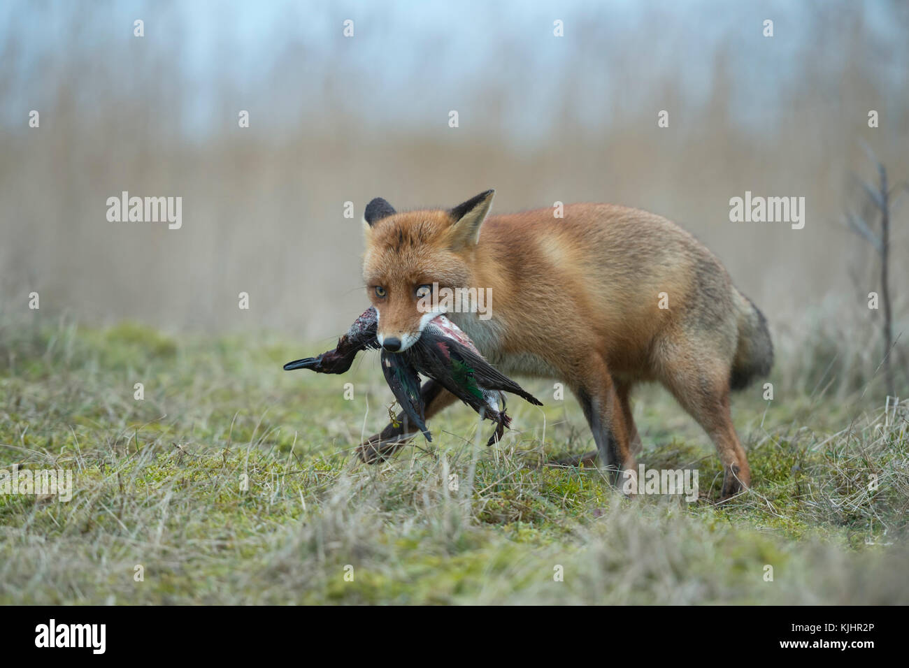 Red Fox / rotfuchs ( vulpes vulpes ) caccia, con la preda nel suo muso, afferrato, portante un anatra con le sue ganasce, la fauna selvatica, l'Europa. Foto Stock