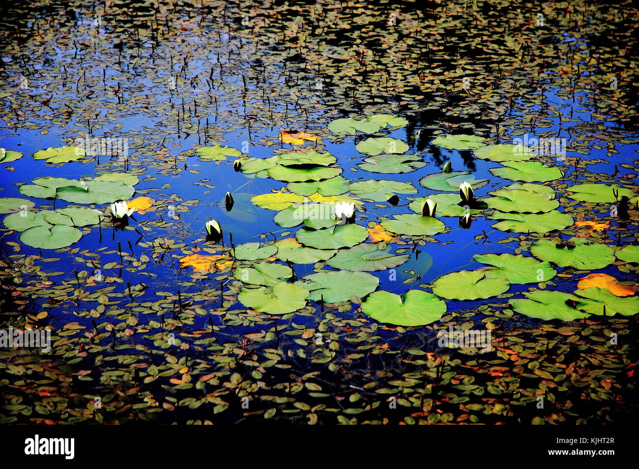Nymphaeales famiglia. Water Lilies Foto Stock
