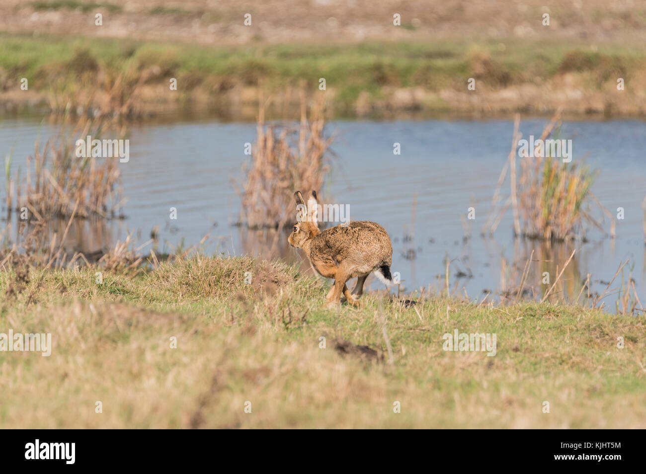 Unione lepre (Lepus europaeus) in esecuzione Foto Stock