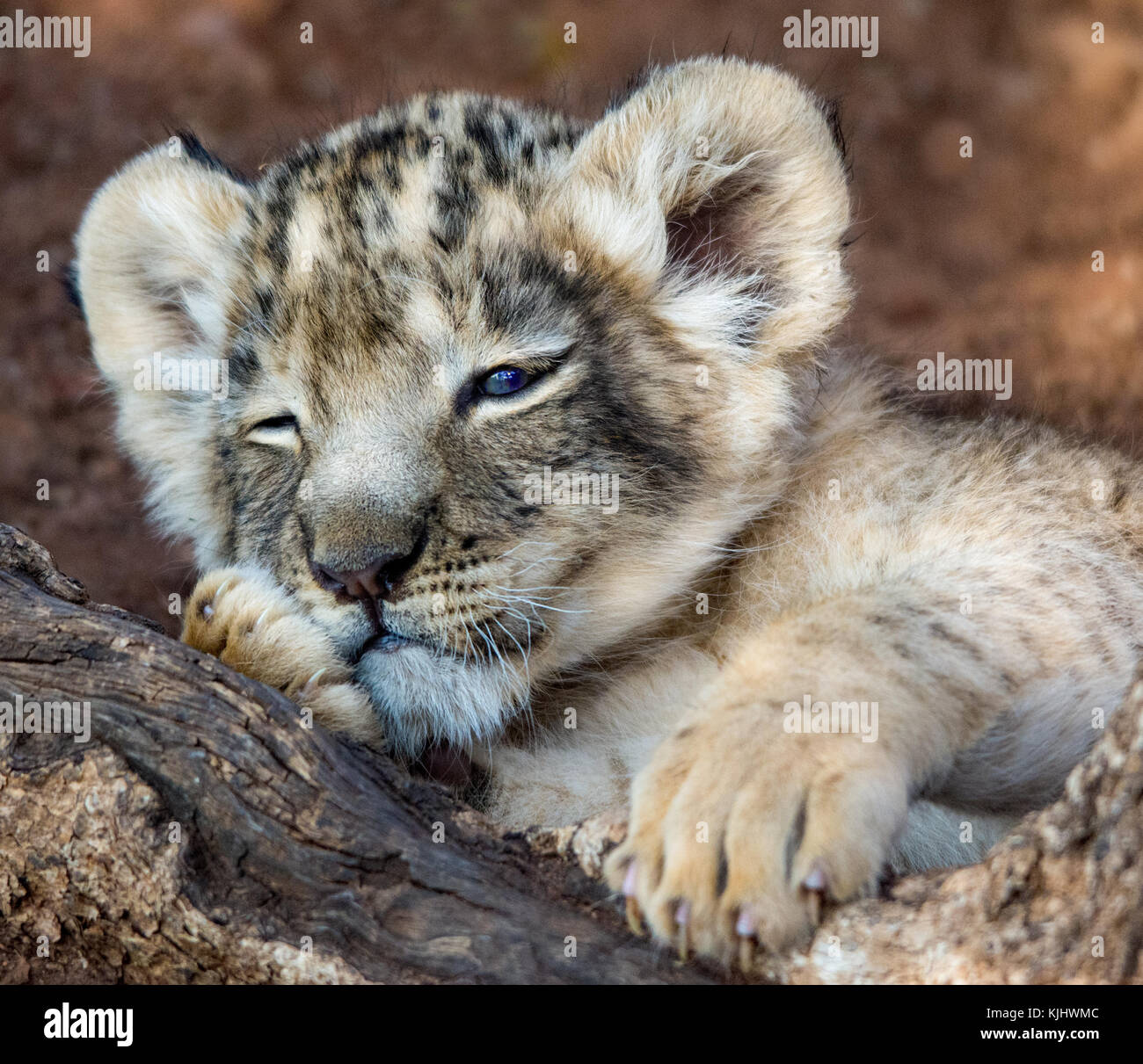 Lion cub in appoggio, Mpumalanga, Sud Africa Foto Stock